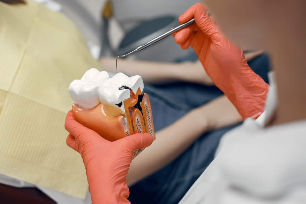 model tooth dentist doctor shows patient tooth reception dentist s office model tooth dentist doctor shows patient tooth reception dentist s office